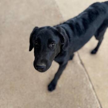 Aleks -  Flat Coated Retriever and Black Labrador Retriever Dog for Adoption in Brownsboro, Alabama - Aleks | PetCurious