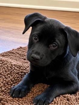 Dash - The Velcro Puppy -  Black Labrador Retriever Dog Available for Adoption in Carolina, Carolina - Dash - The Velcro Puppy | PetCurious