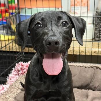 Ann -  Labrador Retriever Dog for Adoption in Columbia, South Carolina - Ann | PetCurious