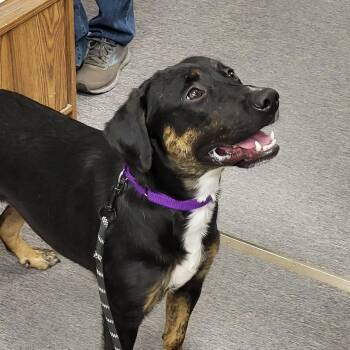 Hound and Mixed Breed Dogs Available for Adoption in Fergus Falls, Minnesota - Harley | PetCurious