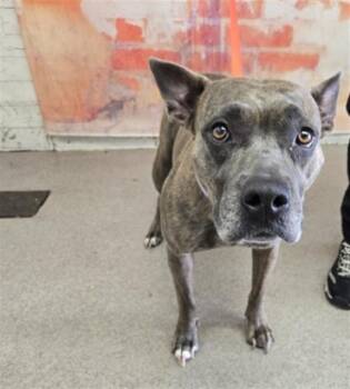 LESLIE -  Pit Bull Terrier and Mixed Breed Dog for Adoption in San Bernardino, California - LESLIE | PetCurious