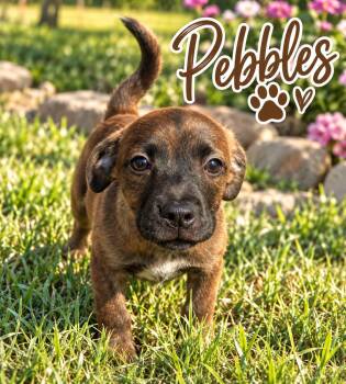 Pebbles -  Spaniel Dog for Adoption in Brownstown, Indiana - Pebbles | PetCurious