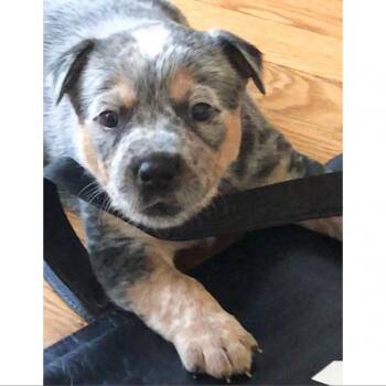 Potato -  Australian Cattle Dog Blue Heeler and Mixed Breed Dog for Adoption in Austin, Texas - Potato | PetCurious