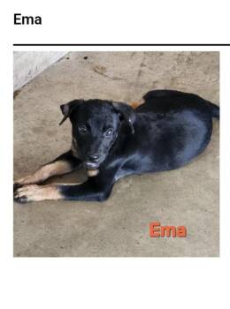 Ema -  Labrador Retriever and Black Mouth Cur Dog for Adoption in Westport, Connecticut - Ema | PetCurious