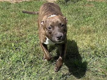 NEEKA -  Boxer Dog for Adoption in Springfield, Massachusetts - NEEKA | PetCurious