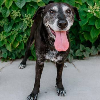 Labrador Retriever and Mixed Breed Dogs Available for Adoption in Rock Hill, South Carolina - Stella Mae | PetCurious