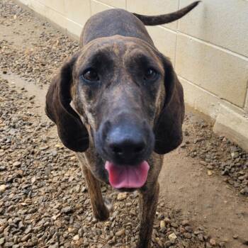 Saddle 3941 -  Hound Dog for Adoption in Loxahatchee Groves, Florida - Saddle 3941 | PetCurious