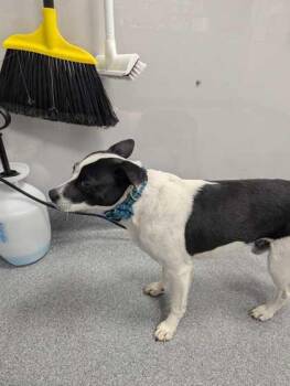 Mixed Breed Dogs Available for Adoption in Sevierville, Tennessee - Smoky Boy | PetCurious