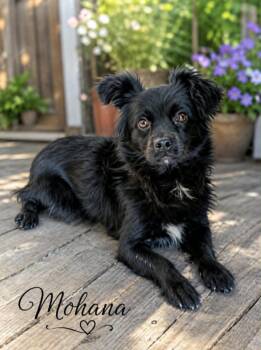 Mohana -  Pomeranian Dog for Adoption in Lucas, Texas - Mohana | PetCurious