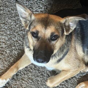 Daisy -  Shepherd and Mixed Breed Dog for Adoption in Springfield, Missouri - Daisy | PetCurious