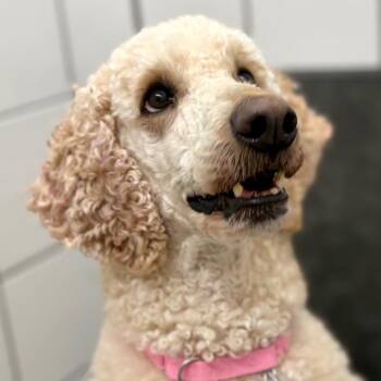 Standard Poodle Dogs Available for Adoption in Zanesville, Ohio - Millie | PetCurious
