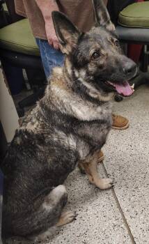 Luna -  German Shepherd Dog Dog for Adoption in Saint Clairsville, Ohio - Luna | PetCurious