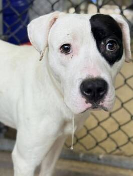 Pit Bull Terrier Dogs Available for Adoption in Chicago, Illinois - Moet | PetCurious