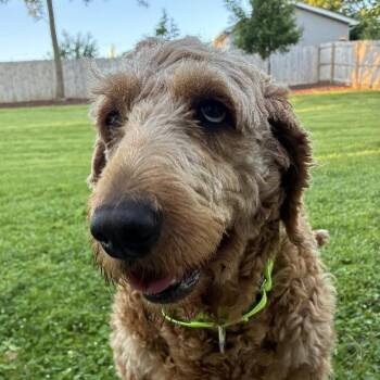 Marge -  Golden Retriever and Poodle Dog for Adoption in Cincinnati, Ohio - Marge | PetCurious