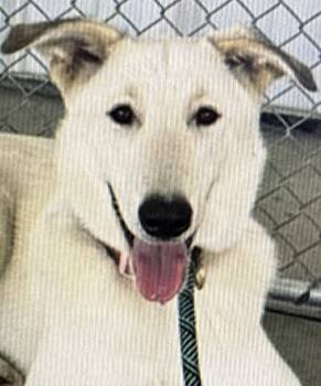 Rosie -  German Shepherd Dog Dog for Adoption in Phoenix, Arizona - Rosie | PetCurious
