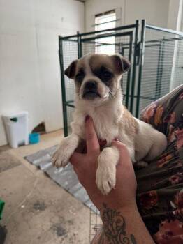 Pug and Shepherd Dogs Available for Adoption - Sinjin | PetCurious