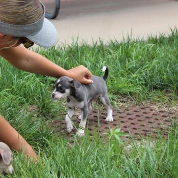 Lil Dopey -  Beagle and Chihuahua Dog for Adoption in Mcpherson, Kansas - Lil Dopey | PetCurious