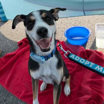 Chad $150 -  Rat Terrier and Cattle Dog Dog for Adoption in Milwaukee, Wisconsin - Chad $150 | PetCurious