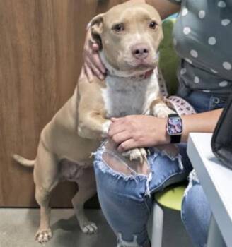 American Staffordshire Terrier Dogs Available for Adoption in Houston, Texas - HAZEL | PetCurious