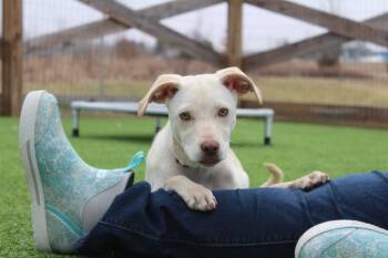 Mixed Breed Dogs Available for Adoption - Khaki | PetCurious