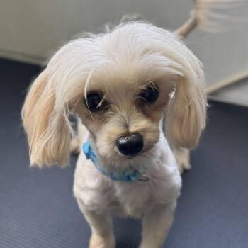Isla -  Maltese Dog Available for Adoption in Houston, Texas - Isla | PetCurious