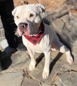 Rescue Pit Bull Terrier Dogs for Adoption in Midland, Virginia - Abram | PetCurious