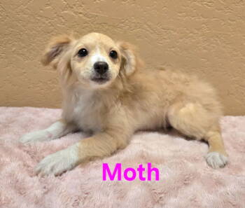 Rescue Chihuahua and Pomeranian Dogs for Adoption in Modesto, California - Moth | PetCurious