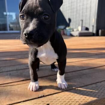 Pit Bull Terrier Dogs Available for Adoption - Epaulette  | PetCurious