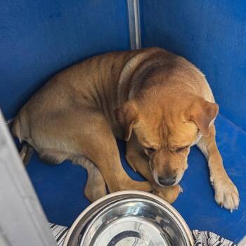 Charlie -  Mixed Breed Dog Available for Adoption in Las Cruces, New Mexico - Charlie | PetCurious