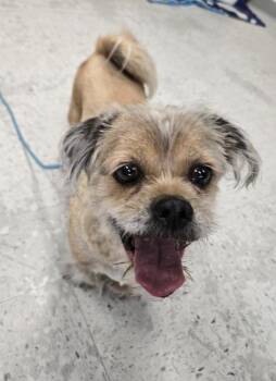 Shih Tzu Dogs Available for Adoption in Salt Lake City, Utah - Denver | PetCurious