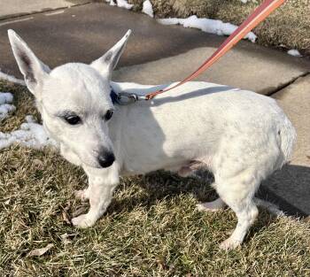 Chihuahua Dogs Available for Adoption - Ringo | PetCurious