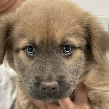 Cher -  Chow Chow and Shepherd Dog for Adoption in Calverton, New York - Cher | PetCurious