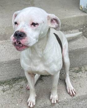 Brie -  American Bulldog Dog for Adoption in Greencastle, Indiana - Brie | PetCurious