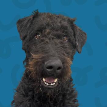 Airedale Terrier and Standard Poodle Dogs Available for Adoption - Montenegro | PetCurious