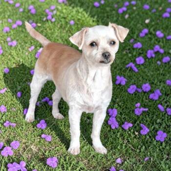 Terrier and Maltese Dogs Available for Adoption in San Diego, California - MINNIE | PetCurious