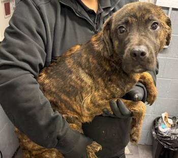 Plott Hound Dogs Available for Adoption - Ty | PetCurious
