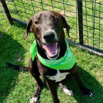 Labrador Retriever and Mixed Breed Dogs Available for Adoption in Carmel Hamlet, New York - Cogsworth | PetCurious