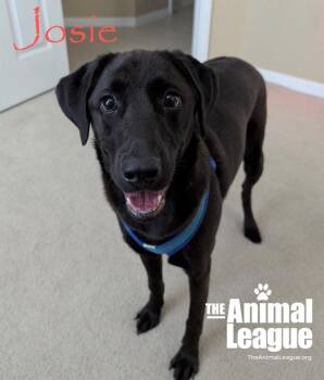 Labrador Retriever Dogs Available for Adoption - Josie | PetCurious