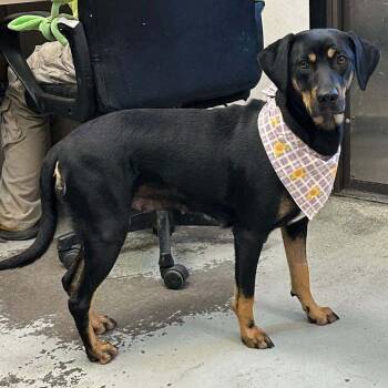 Rescue Treeing Walker Coonhound Dogs for Adoption in Sonoma, California - Racoon | PetCurious