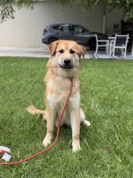 STACEY -  Great Pyrenees Dog for Adoption in Locust Fork, Alabama - STACEY | PetCurious
