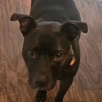 Shadow -  American Staffordshire Terrier Dog for Adoption in Richboro, Pennsylvania - Shadow | PetCurious
