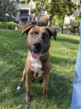 Cara -  Shepherd Dog for Adoption in Burbank, California - Cara | PetCurious