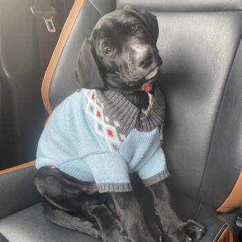 Labradoodle Dogs Available for Adoption - Dusty | PetCurious