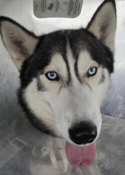 Rescue Husky Dogs for Adoption in Marseilles, Illinois - Wolf | PetCurious