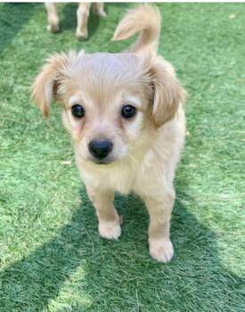 Mixed Breed Dogs Available for Adoption in El Cajon, California - King Julian | PetCurious