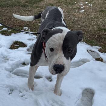 American Bully Dogs Available for Adoption - Sir Gregor | PetCurious