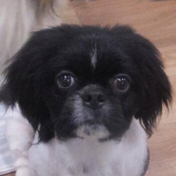 LENNY -  Pekingese Dog for Adoption in Trufant, Michigan - LENNY | PetCurious