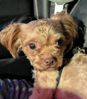 Frito -  Shih Tzu and Poodle Dog for Adoption in Homer Glen, Illinois - Frito | PetCurious