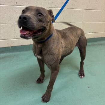 Mixed Breed Dogs Available for Adoption in Memphis, Tennessee - Shaw-dee | PetCurious