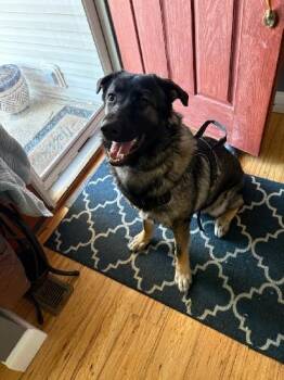 German Shepherd Dog Dogs Available for Adoption - Zorro | PetCurious